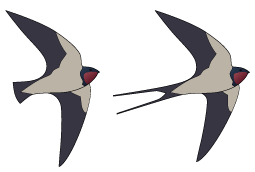 European Or African Swallow 106