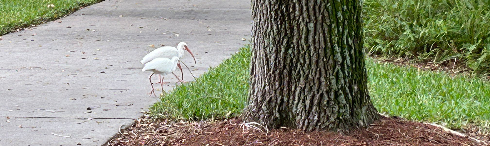 Two white ibis walking along a sidewalk in Naples