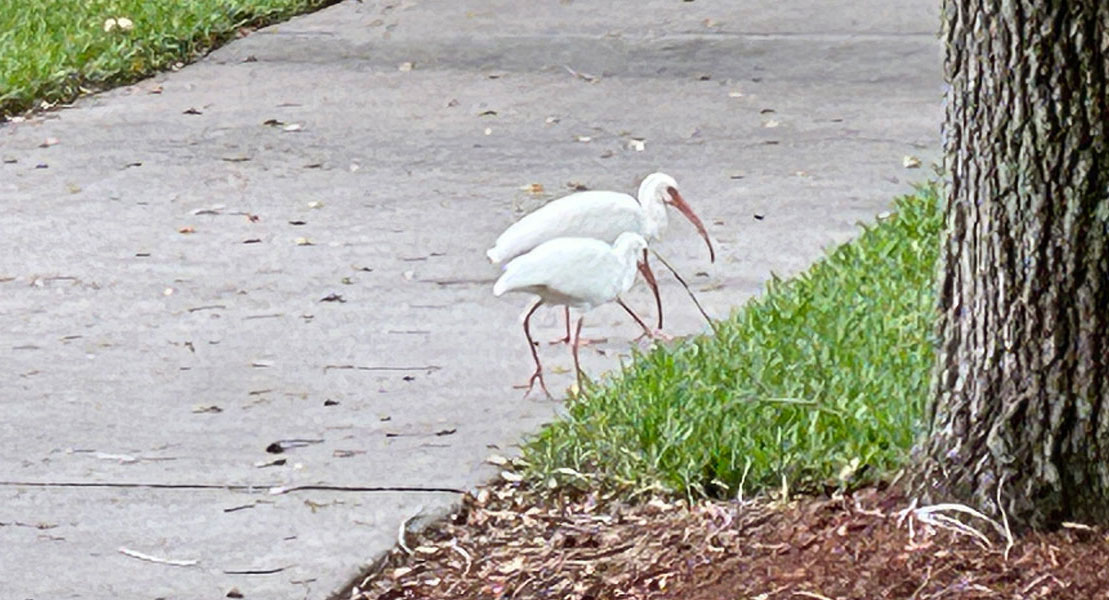 Two white ibis walking along a sidewalk in Naples